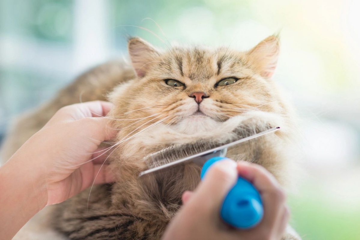 Bí quyết làm sạch mùi hôi cho mèo trong phòng hiệu quả 99%