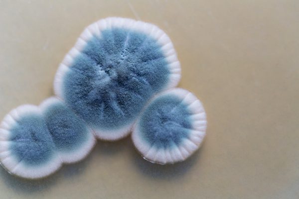 nấm mốc gây mùi hôi phòng ngủ