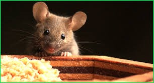 Đuổi chuột giúp căn phòng bớt mùi