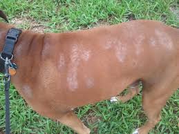 Bệnh nấm da trên chó, Nguyên nhân và cách điều trị