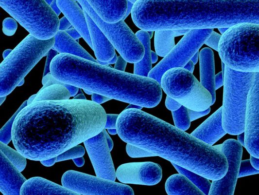 Vi khuẩn Listeria có thể dễ dàng được tìm thấy trong tự nhiên như trong đất