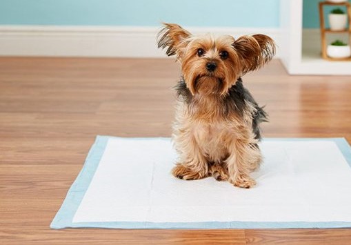 Dạy chó đi vệ sinh đúng chỗ này sẽ giúp chó con quen với việc đi vệ sinh trên tờ giấy, tấm lót hoặc tờ báo