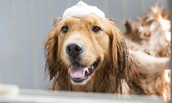 Tắm cho chó thường xuyên 